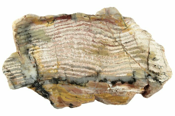 Polished Strelley Pool Stromatolite Slab - Billion Years Old #221691